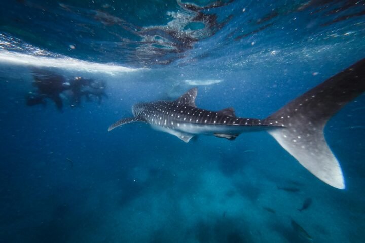Cancun Whale Shark Tours