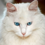 Angora Cats Splendor