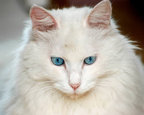 Angora Cats Splendor