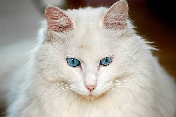Angora Cats Splendor
